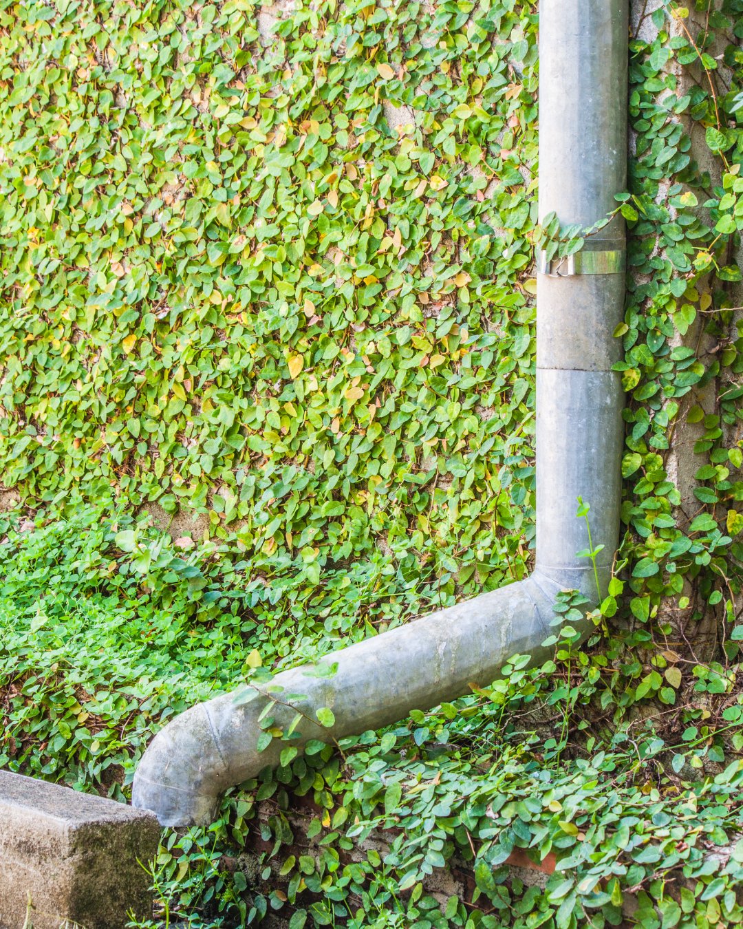 Descente d'eau pluviale en zinc sur façade végétalisée